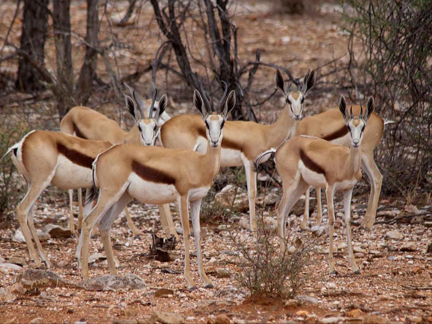Kifaru Bush Camp Hotel Outjo Eksteriør billede